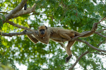 howler monkey